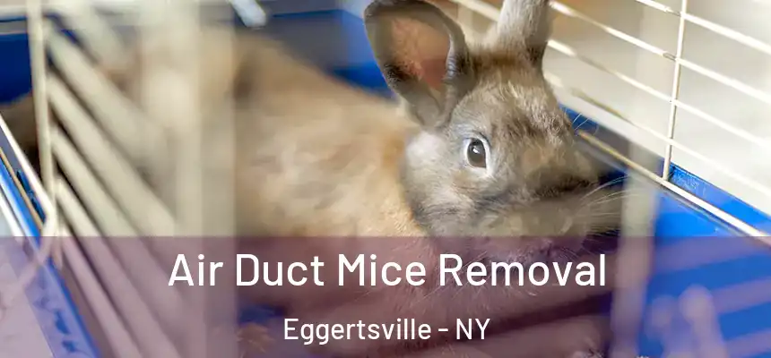 Air Duct Mice Removal Eggertsville - NY