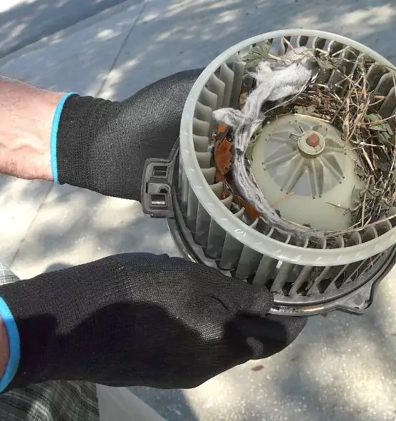 About Air Duct Mice Removal in Eggertsville, NY